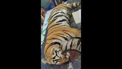 Male tiger found dead in Gadchiroli