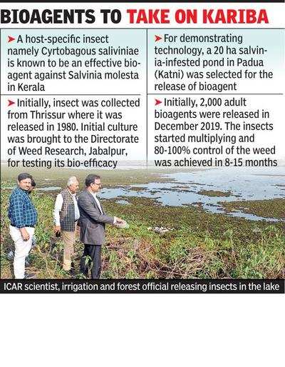 In a first, bioagent insects released in 3 Gadchiroli lakes to counter weed