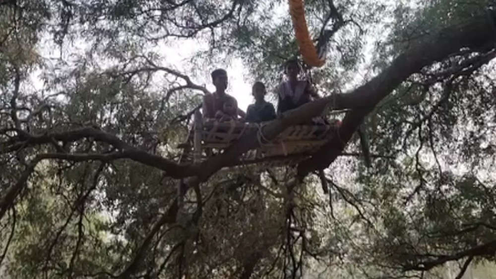 Photos from Gujarat: Fear of raging bull makes villagers sleep on trees
