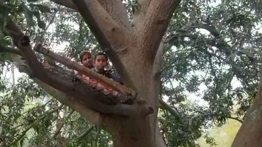Photos from Gujarat: Fear of raging bull makes villagers sleep on trees