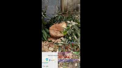 NMC files FIR against Pratap Nagar resident for felling tree illegally