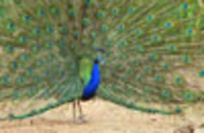 Morachi Chincholi: An abode of peacocks