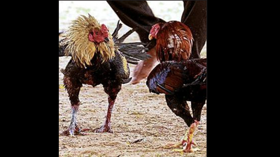 The Brutal Reality of Live Cockfighting A Comprehensive Overview