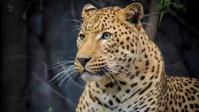 Chandigarh: Leopard's killing pushes cops to scout for hunters in Morni