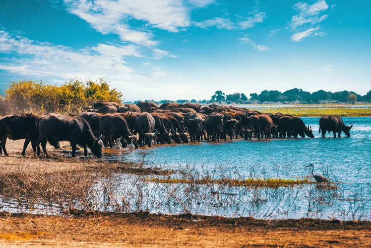 Okavango Delta