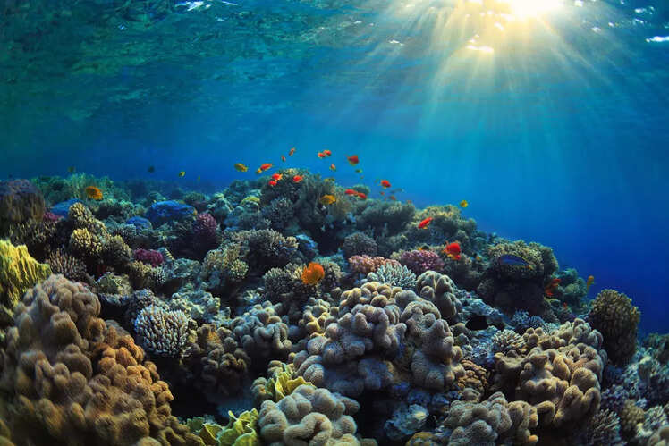 Red Sea Reef