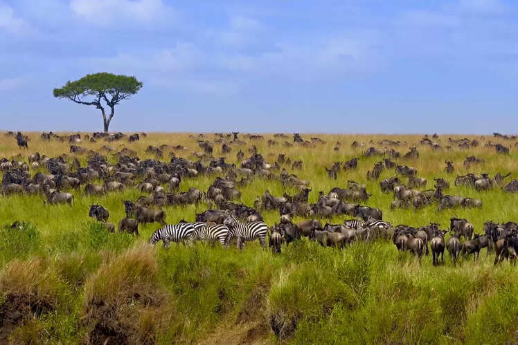 Serengeti Migration