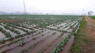 Farmers demand compensation for crop loss due to excessive rain, BKU ...