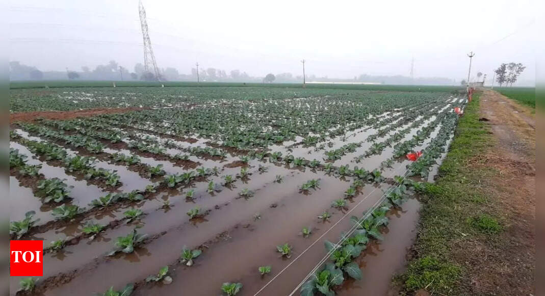 Farmers demand compensation for crop loss due to excessive rain, BKU ...