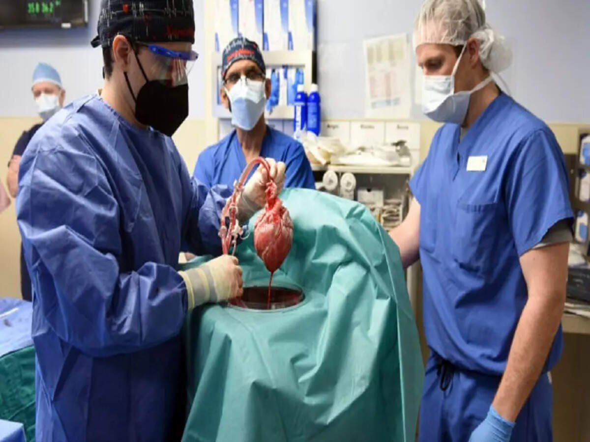 Pig Heart Transplant to Human: US doctors transplant full, live pig heart  into human patient | World News - Times of India