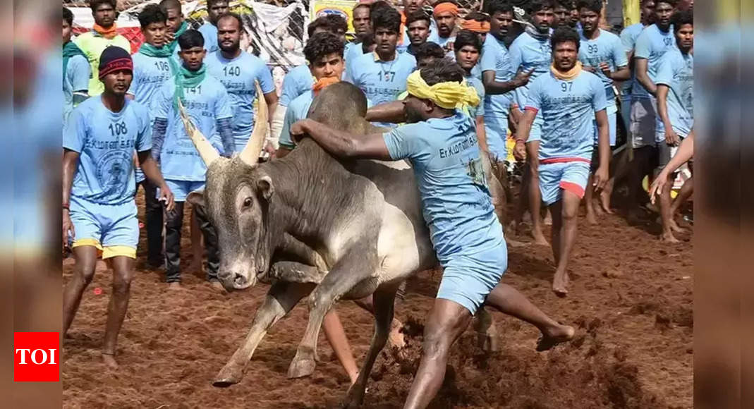 TN: Jallikattu allowed with 300 bulls, 50% crowd