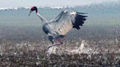 Noida: ‘Long road’ ahead for Dhanauri to get bird sanctuary, Ramsar site tags