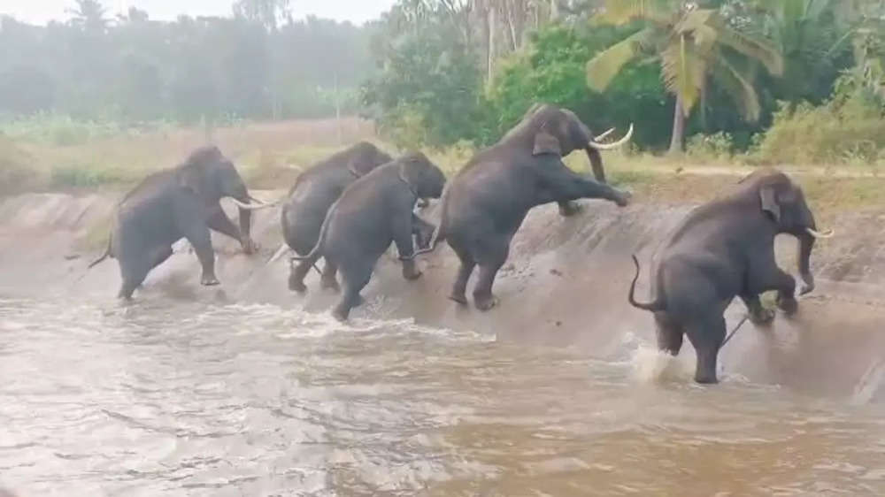 Elephants canal8