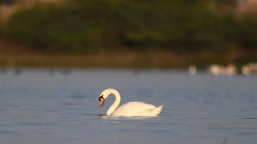 In pics Mute swan in Gujarat creates a rare spotting flutter The
