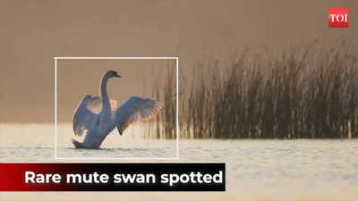 Gujarat: Rare migratory bird mute swan spotted in Jamnagar after a century