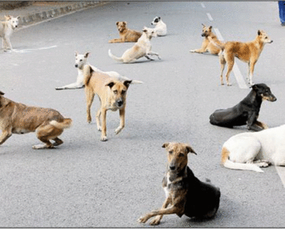 India for Animals conference to be held online from Jan 29 | Chennai News - Times of India India for Animals conference to be held online from Jan 29 | Chennai News - Times of India