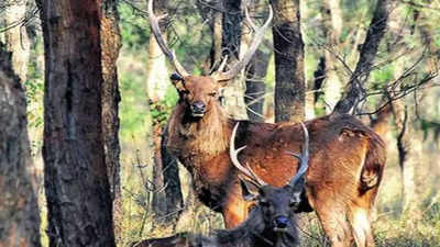 Camera traps at Delhi Golf Club before Sambar deer's shift