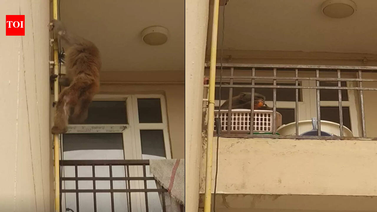 Greater Noida West: Monkey raids apartment on 22nd floor for food