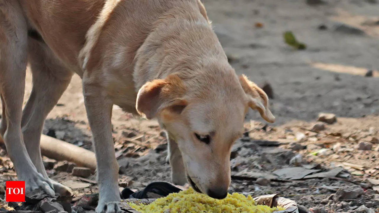 Initiative by group of people in Indore to provide food, warm clothing,  shelter to street dogs - Articles