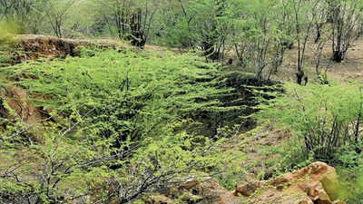 Delhi's forest cover lost for first time in a decade