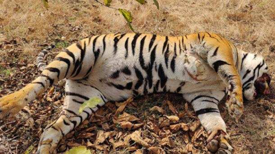 Nagpur: One more tiger poached; canine, whiskers missing