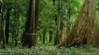 Bengaluru lost 5 sqkm forests in 10 yrs: Report