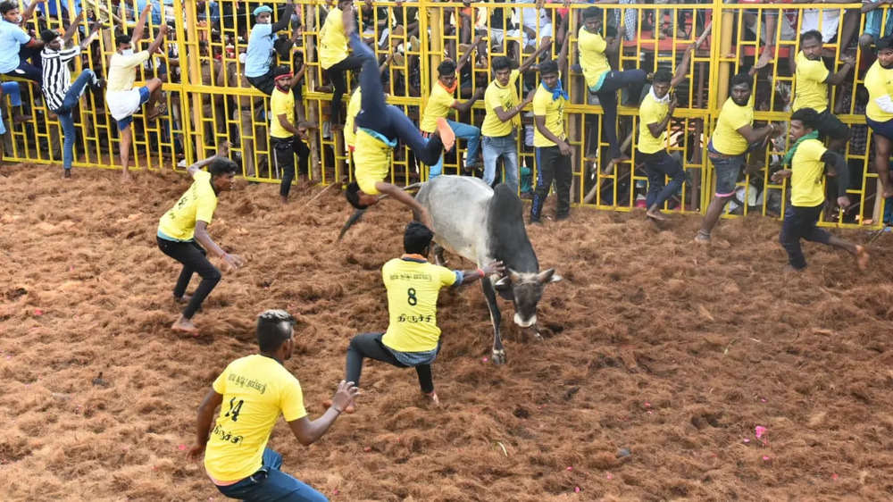 In pics: Ferocious bulls tamed at Jallikattu competition in Trichy
