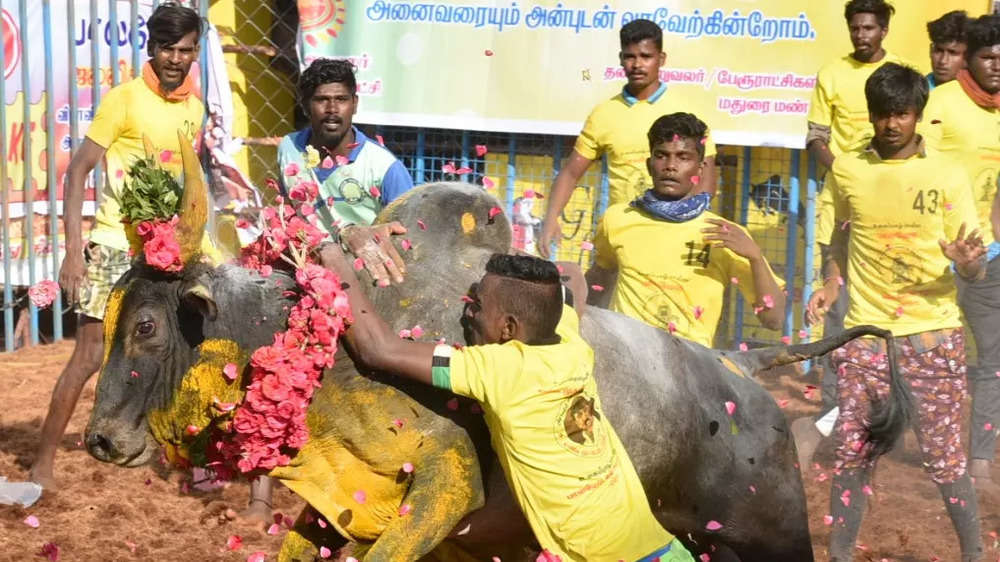 In pics: Ferocious bulls tamed at Jallikattu competition in Madurai