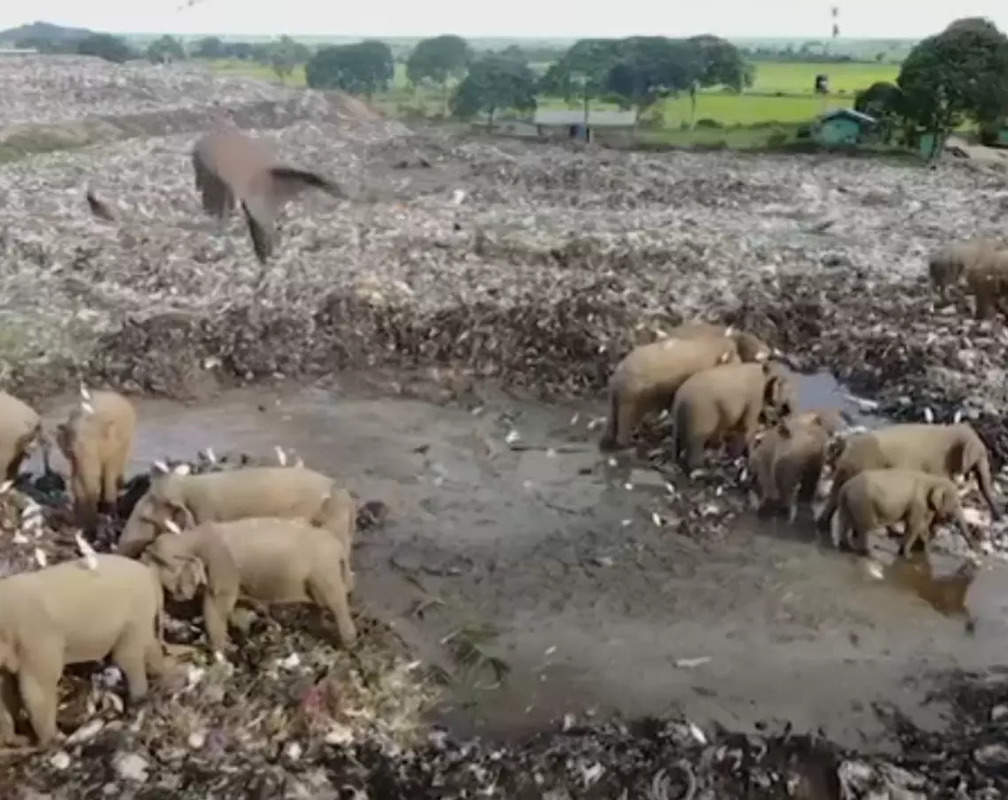 
Sri Lanka: Elephants killed after consuming plastic waste, say experts
