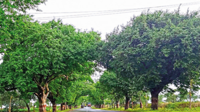 Old tamarind and neem trees in north Karnataka get biodiversity heritage tag