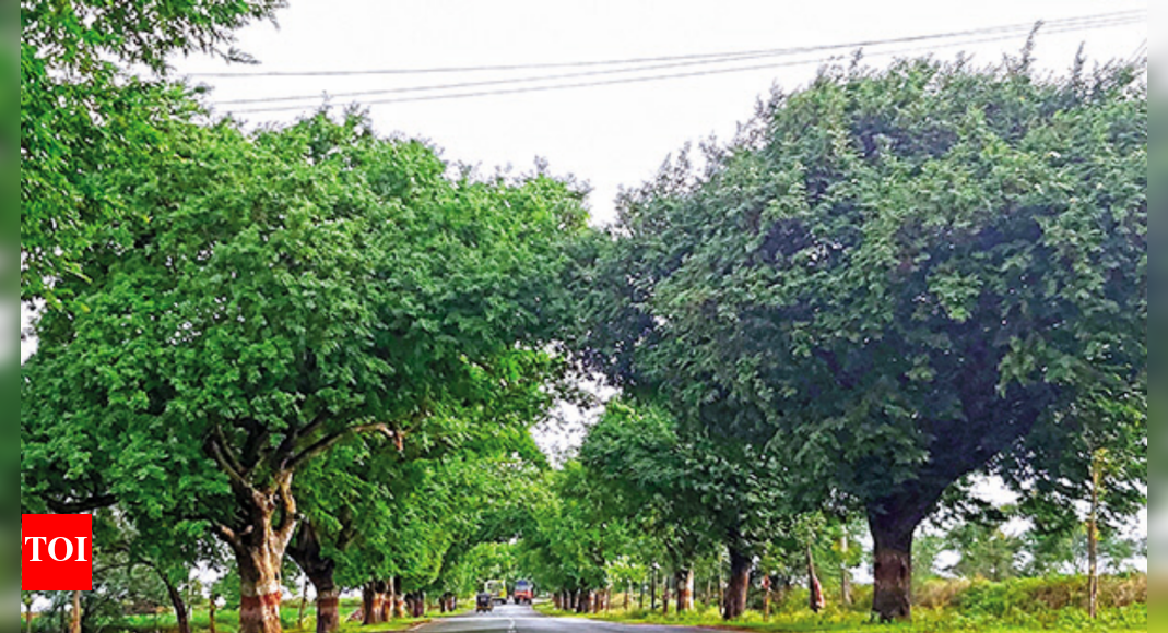 Old Tamarind And Neem Treesget Biodiversity Heritage Tag | Hubballi ...
