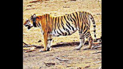 Madhya Pradesh: Tigress Collarwali, mom to 29 cubs, dies in Pench Tiger Reserve