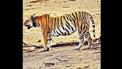 What Is a Bengal Tiger?, Teaching Wiki