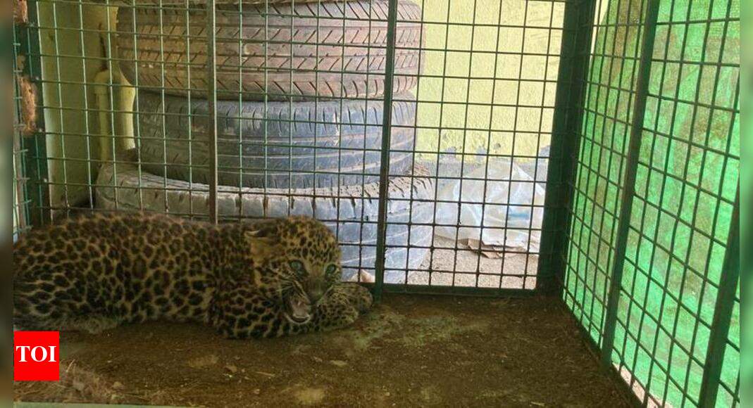 Leopard cub rescued at Kundapur | Mangaluru News - Times of India