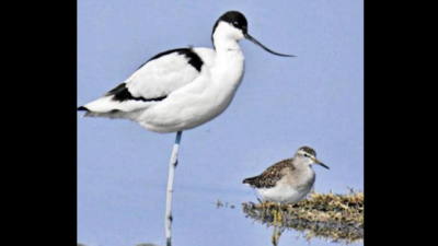 Rajasthan's Sambhar Lake sees less species of migratory birds: Asian census