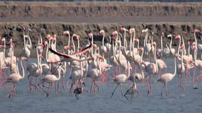 Tamil Nadu: State-wide bird count to begin next week