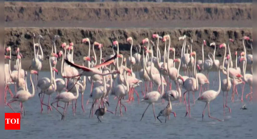 Tamil Nadu: State-wide bird count to begin next week