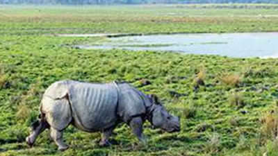 Assam: Kaziranga records lowest poaching figure in 21 years