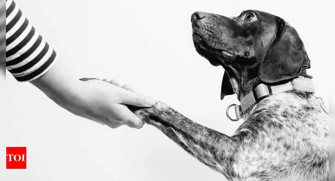 Yes, your dog can understand what you're saying - to a point