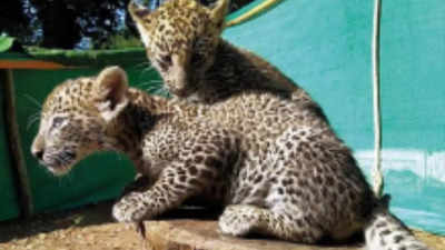 Mumbai: Abandoned leopard cubs learn to live without mum