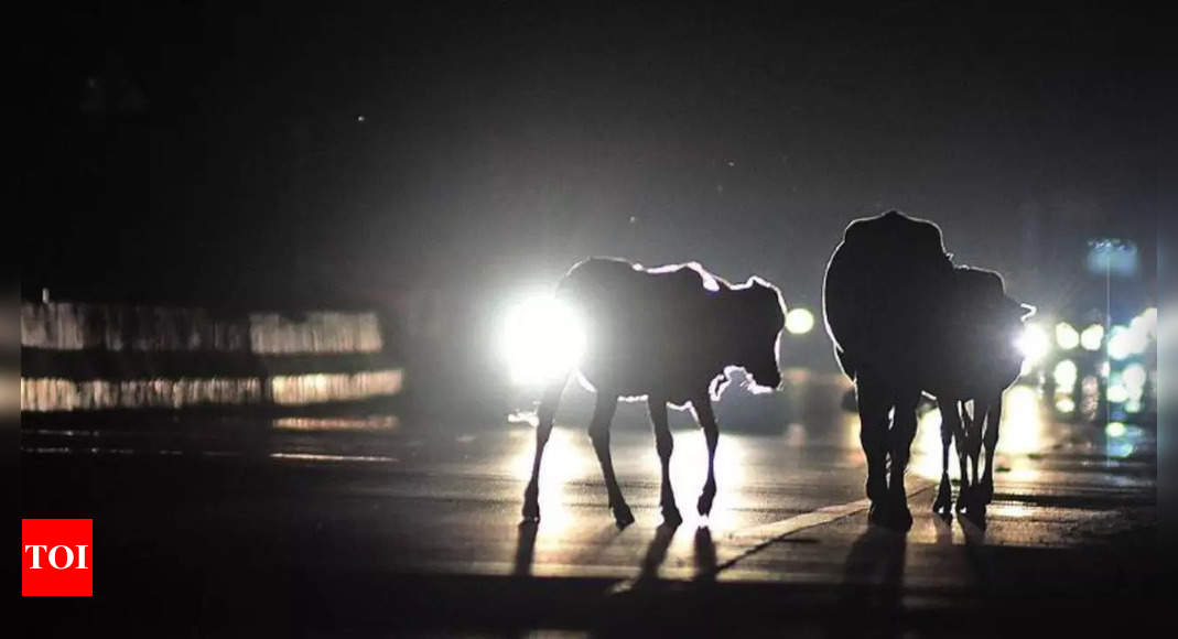 Chennai: Obstacles lurk on dark East Coast Road at night