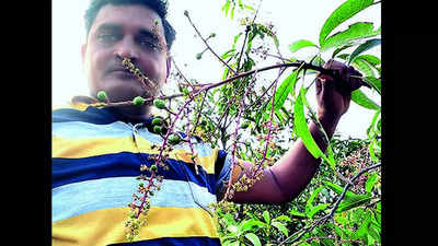 Gujarat: Cold weather, rain may halve Kesar mango production