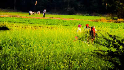 Eyeing sops, Punjab farmers aren't repaying loans, Supreme Court told
