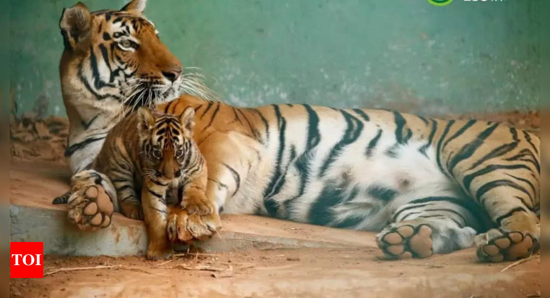 मुंबई के रानीबाग उद्यान में अब सैलानियों को दिखेगा बाघ - a pair of tigers  brought to veer mata jijabai bhosale zoo mumbai - Navbharat Times