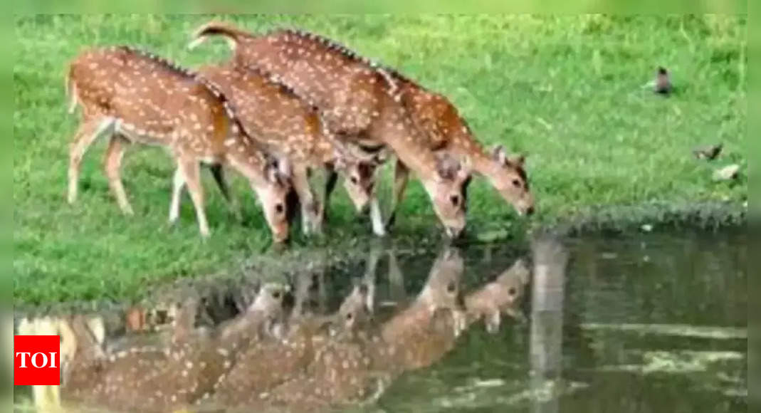 Kaziranga: Fall in eastern swamp deer numbers