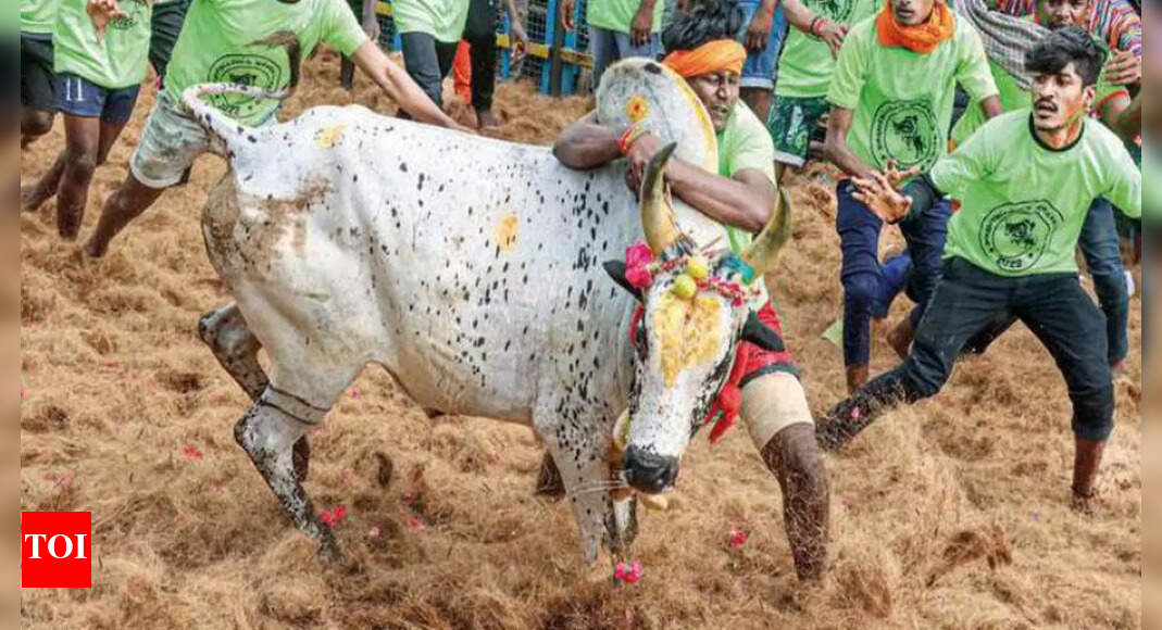 Tamil Nadu: Spectator gored to death in jallikattu