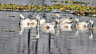 Bird sightings more than halve at Delhi's Najafgarh jheel