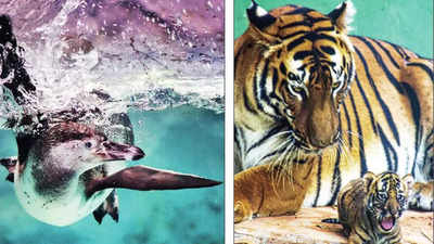 Two precious births at Mumbai zoo get their names: Tiger cub Veera & penguin chick Oscar