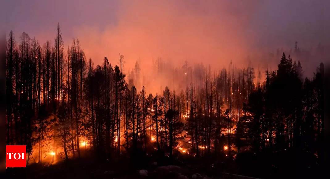 US plans $50 billion wildfire fight where forests meet civilization