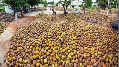 Coconut farmers reap more through secret auction